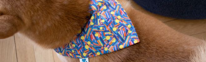 tuto bandana chien bannière