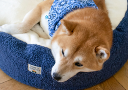 bannière tuto panier chien dehoussable